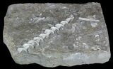 Archimedes Screw Bryozoan Fossil - Illinois #57888-2